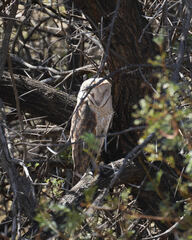 Tyto alba poensis