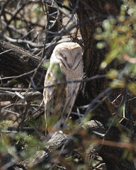 Tyto alba poensis