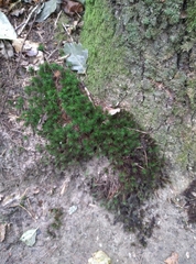 Polytrichum formosum