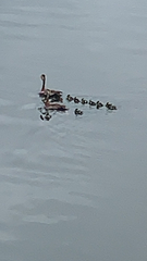 Dendrocygna autumnalis