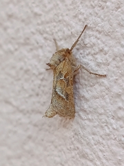 Triodia sylvina
