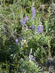 Lupinus sericeus