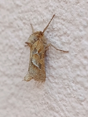 Triodia sylvina