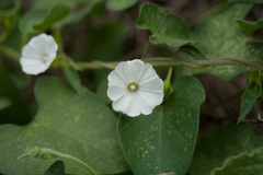 Ipomoea biflora