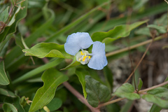 Commelina auriculata