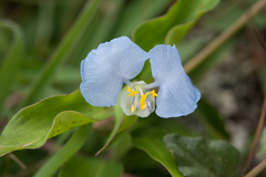 Commelina auriculata