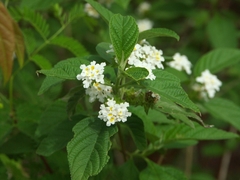 Lantana canescens