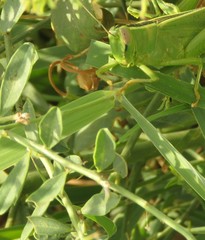 Heteracris pterosticha