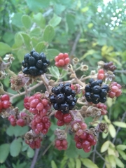 Rubus creticus
