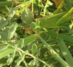 Heteracris pterosticha