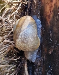 Helix pomatia