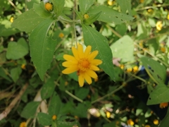 Melampodium divaricatum