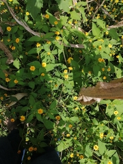 Melampodium divaricatum