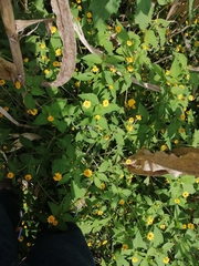 Melampodium divaricatum