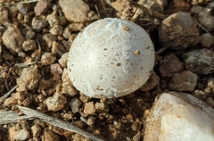 Lycoperdon utriforme