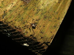 Euryopis funebris