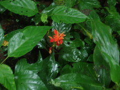 Aphelandra