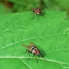 Anthomyia procellaris