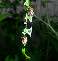 Zygogramma bicolorata