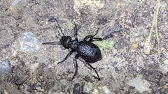 Meloe rugosus