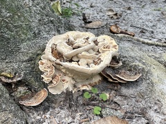 Ganoderma sessile