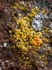 Candelariella