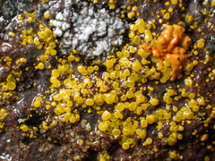 Candelariella