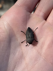 Capnodis tenebricosa