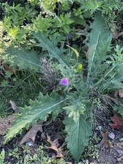 Cirsium