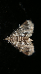 Acentropinae