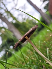 Fungi
