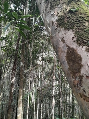 Angraecum melanostictum