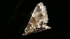 Acentropinae