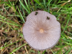 Fungi