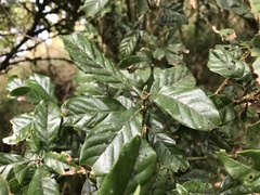 Lithocarpus