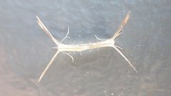 Agdistis