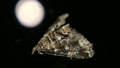 Acentropinae