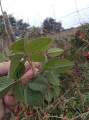 Rosa canina