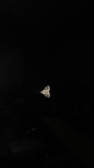 Acentropinae