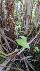 Liparis loeselii
