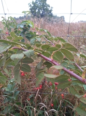 Rosa canina