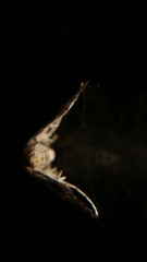 Acentropinae