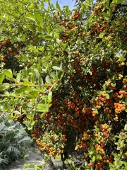 Pyracantha koidzumii
