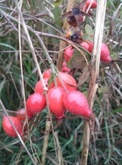 Rosa canina