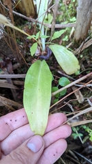 Liparis loeselii