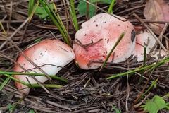 Russula luteotacta