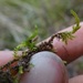 Cold Brachythecium Moss - Photo (c) Belinda Lo, some rights reserved (CC BY-NC-SA), uploaded by Belinda Lo
