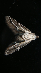 Acentropinae
