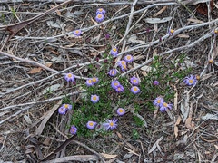 Brachyscome ciliaris