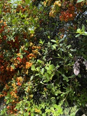 Pyracantha koidzumii